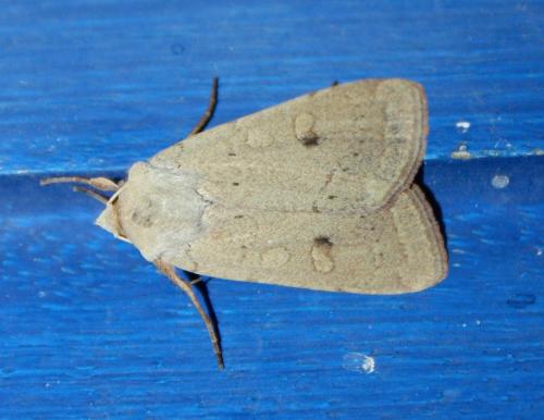 Réf. 194 013 : Xestia castanea